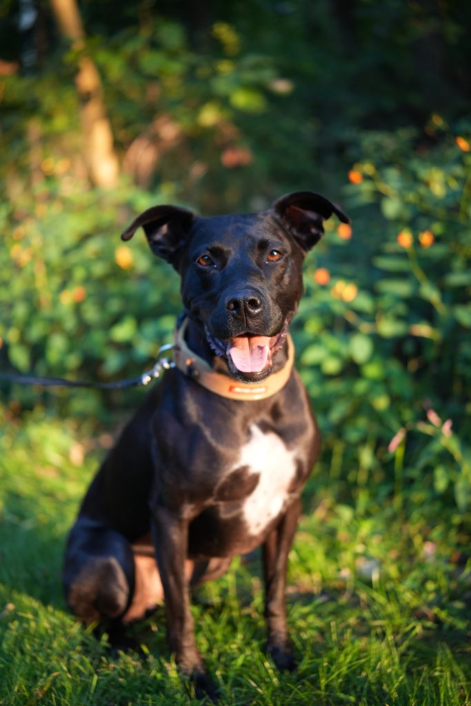 A black dog with a white patch on its chest sits on green grass, wearing a brown collar and leash. The dog is looking about at the camera, mouth open, tongue out, and ears perked up with greenery and flowers in the background.