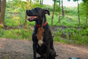 A black dog with a red collar sits on a dirt path in a forest, panting with its tongue out. Attached to its collar is a brown sheath holding a knife. Green foliage surrounds the scene.